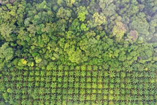 Deforestation image